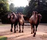 Zootiere Kamele im Krefelder Zoo - 'bleib doch mal stehn der will nen Bild von uns machen'