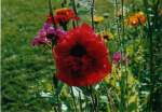 Bl�ten- und Kleinpflanzen Mohn mit Gr�ser