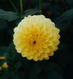 Bl�ten- und Kleinpflanzen Dahlie