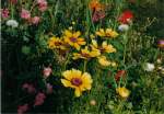 Bl�ten- und Kleinpflanzen Wildwiese