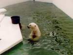 Zootiere Eisb�r im K�lner Zoo