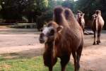 Nutztiere Kamel im Krefelder Zoo 'ich glaub ich muss mal zum Fris�r'