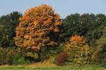 Der Herbst ist da, ...  Mirko Kiefer 25.10.2007