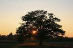 Sonnenunterg�nge Sonnenuntergang auf einem Feld bei Stuttgart-M�hringen, gesehen beim Stra�enbahn-fotografieren am 07.10.2007