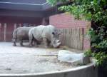 Zootiere Nash�rner im Krefelder Zoo - 
