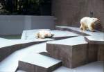 Zootiere Eisb�ren im Duisburger Zoo - 