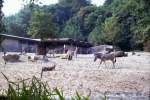 Zootiere Afrikanische Steppe im Duisburger Zoo