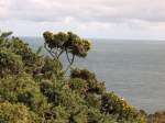 Howth Head Bl�hender Ginster im Herbst.
(September 2007)