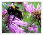 Die Hummel hatte wahrscheinlich noch nicht die notwendige Betriebstemperatur erreicht. ...