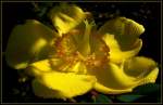 Bl�ten- und Kleinpflanzen Morgentau im Sonnenschein - Fotografiert im Botanischen Garten Duisburg-Kaiserberg