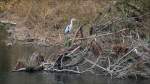 V�gel, Wasserv�gel Grau- bzw. Fischreiher - Fotografiert in den Ruhrauen von M�lheim-Ruhr.