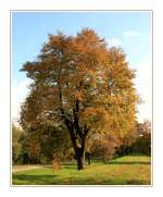 Der Herbst zeigt sich in seinen sch�nsten Farben - Fotografiert ...