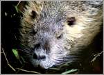 Nagetiere Nutria (Sumpfbiber oder auch Wasserratte) - Fotografiert im Kaisergarten Oberhausen