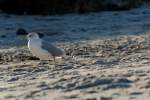 M�ve beim herbstlichen Strandspaziergang am Sch�nberger Strand
  ...