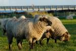 Kreis Pl�n Hmmm... so langsam wird´s wohl Winter am Sch�nberger Strand...
(aus der Rubrik ´Bilder, die zwar keiner braucht, die aber trotzdem irgendwie sch�n sind´.....)

