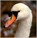 V�gel, Wasserv�gel Dieser Schwan hat im wahrsten Sinne des Wortes die Nase voll... fotografiert im Kaisergarten Oberhausen