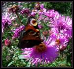 Insekten und Spinnen Tagpfauenauge - Fotrografiert im Botanischen Garten Duisburg-Kaiserberg
