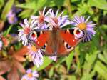 Insekten und Spinnen Tagpfauenauge (Inachis io) an Neubelgischen Astern (Aster novi belgii); 5.10.2005
