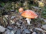Alpes Vaudois Ein M�nnlein steht im Walde...Diesen sch�nen aber ungeniessbaren Fliegenpilz entdeckte ich auf einem Ausflug auf den Les Pl�iades.
(Oktober 2007)