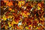 Herrlich buntes Bl�tterwerk eines Ahornbaumes - aufgenommen in Chemnitz im ...