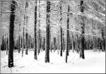 Winter Winterwald im Chemnitztal bei Wittgensdorf - aufgenommen im Januar 2002.