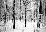 Winter Winterwald im Chemnitztal bei Wittgensdorf - aufgenommen im Januar 2002.