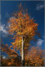Ganz rar waren diesen ...  Thomas Oehler 08.11.2007