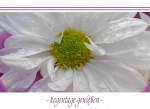 Bl�ten- und Kleinpflanzen Auch an Regentagen lassen sich sch�ne Fotos machen... sofern der Schirm gro� genug ist ;o)