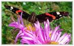 Insekten und Spinnen Ein Admiral beim Naschen... fotografiert im Botanischen Garten Duisburg-Kaiserberg