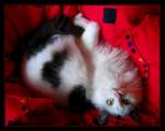 Haustiere Prince Charming alias Kismet... t�rkischer Mischmaschkater