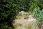 Erzgebirge Im Oktober 2004 gelang mir dieses Foto eines jungen Rothirsches im Hochwald bei Satzung.