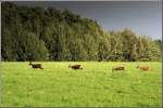 S�ugetiere Ein Rudel Rehe zieht im Oktober 2006 �ber das Feld bei Wittgensdorf, die f�r wenige Minuten durchbrechende Sonne nutzend, bevor es wieder anfing zu regnen.