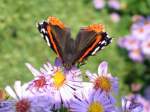 Ein Admiral (Vanessa atalanta) schleckt mit seinem einrollbaren R�ssel Nektar ...