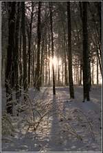 Winter Im Winter 1996 dringen die Strahlen der aufgehenden Sonne durch die B�ume im verschneiten Crimmitschauer Wald in Chemnitz.