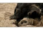Zootiere Wollschweineber im Kaisergarten Oberhausen.