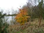 Jerichower-Land An diesem fr�hwinterlichen Novembertag fand ich im Wald am Niegripper See diesen bunten Farbtupfer des Herbstes . ( 11.11.2007 )
