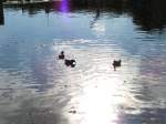 V�gel, Wasserv�gel Man k�nnte meinen die drei Stockenten genie�en die w�rmenden Sonnenstrahlen w�hrend sie im Wasser der angestauten Eger nach Essbaren suchen, Klasterec 20.10.07