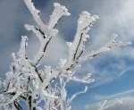 Winter Noch Fragen zur Windrichtung? - das d�rfte eindeutig zu erkennen sein, woher der Wind kam; 16.11.2007 auf dem Erzgebirgskamm

