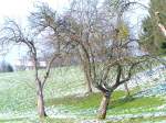 Innviertel Vergessene rote �pfel; 071117