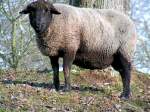 Nutztiere Schafwidder thront am H�gel und bewacht seine 'Sch�flein'; 071117