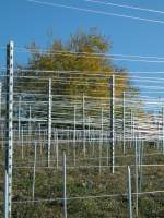Lavaux Reihe um Reihe bergauf, zum Halten der Reben gespannt, bildet das k�hle silberalluminiumgrau der sonnenbeschienenen Dr�hte einen k�hlen Kontrast zu den warmen Herbstfarben. 
