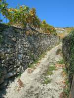 Lavaux Steil der Weg zur Fotostelle f�r den Train des Vignes... 