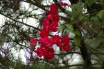 Bl�ten- und Kleinpflanzen Rosen im November gesehen in Lichtenfels 18.11.2007