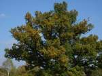 Th�ringer Wald, Rennsteig Alt, knorrich & herbstGR�N.  (Schleusingen, 7.10.2007)