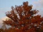 Th�ringer Wald, Rennsteig Alt, knorrich & herbstROT.  (Schleusingen, 28.10.2007)