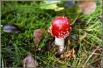 Pilze Ein junger Fliegenpilz leuchtet in pr�chtigem Rot - aufgenommen im Oktober 2004 im Th�ringer Wald.