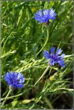Bl�ten- und Kleinpflanzen Kornblumen sind Boten des Sommers - fotografiert im Mai 2006 bei Feldberg in der Uckermark.