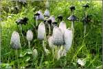 Pilze Ein seltsamer Pilz ist der Tintling - er wird quasi vom eigenen Saft aufgezehrt, dabei tropfen die Pilzsporen zu Boden und der Pilz vermehrt sich somit. Die Aufnahme entstand im September 2005 bei Lauterstein im Erzgebirge.