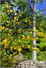 Bl�ten- und Kleinpflanzen Ginster - fotografiert im Mai 2006 am Ufer des Schmalen Luzin in der Uckermark.