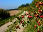 Oberbayern ein warmer Tag im goldenen Oktober, bei Hohenbercha